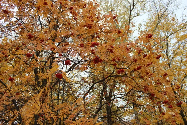 Rowan tree — Stock Photo, Image