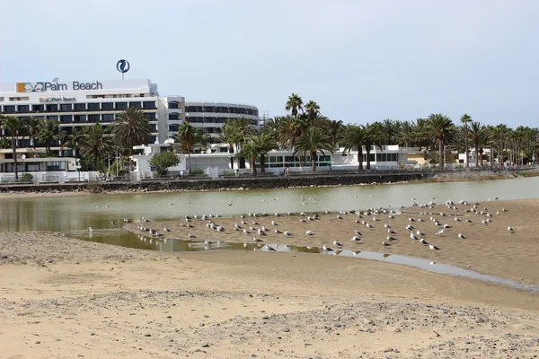 Lac la Charca à Gran Canaria — Photo