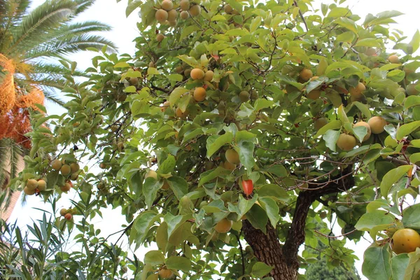 Persimmon — Stock Photo, Image