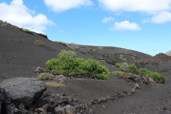 Unic boom in Lanzarote-Canarischeeilanden — Stockfoto