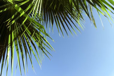 Doğa gökyüzü güzel yaprakları görünümü