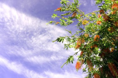 Ağaç dalları gökyüzü yaz arka planı