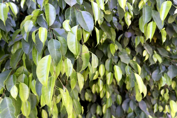 Nature leaves beautiful view — Stock Photo, Image