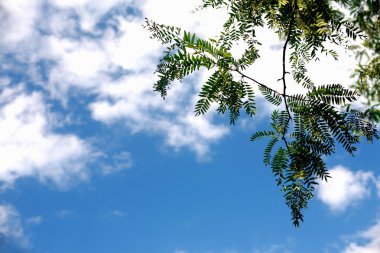 Doğa gökyüzü güzel yaprakları görünümü