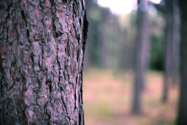 Wood bark on background forest