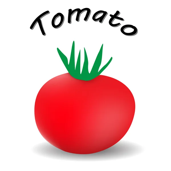 Tomate à l'ombre et le mot — Image vectorielle