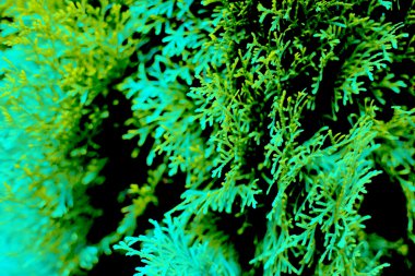 yeşil çam iğneleri arka plan