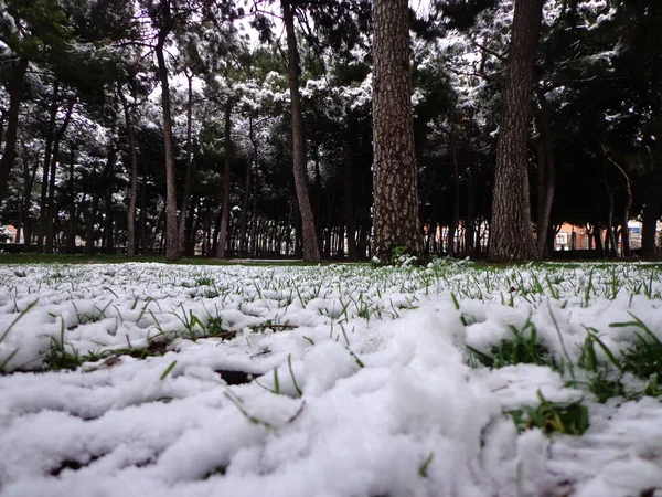 Bosque Pinos Cubierto Nieve Fresca Vista Desde Suelo — Foto de Stock