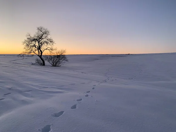 Two trees surrounded by snow at sunset, with footsteps around them