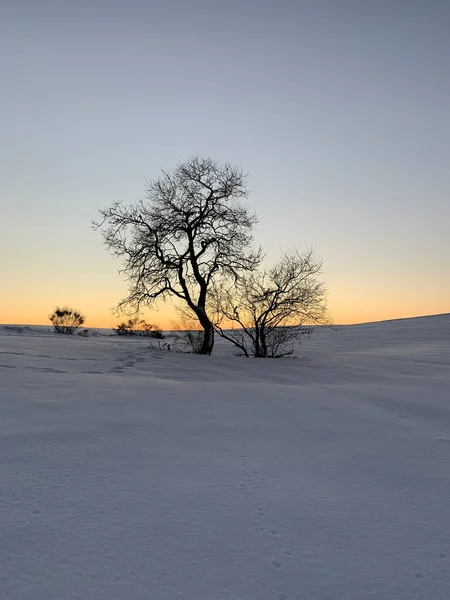 Two trees surrounded by snow at sunset, with footsteps around them