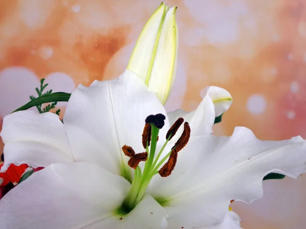 Nahaufnahme Von Vielfältigen Blumen Mit Leuchtenden Farben — Stockfoto