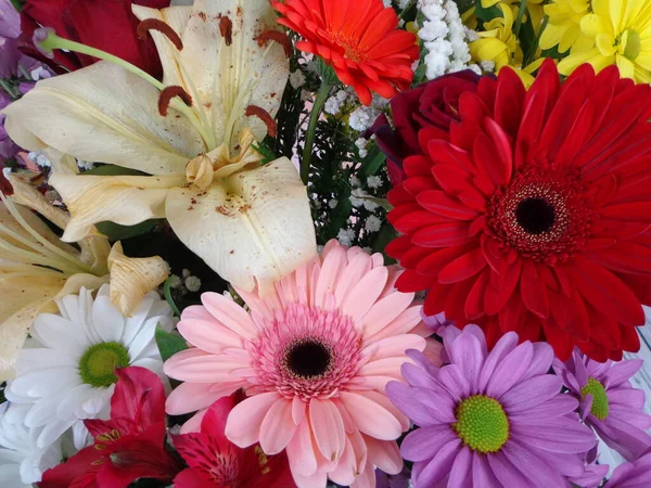 Primer Plano Flores Variadas Con Colores Brillantes —  Fotos de Stock