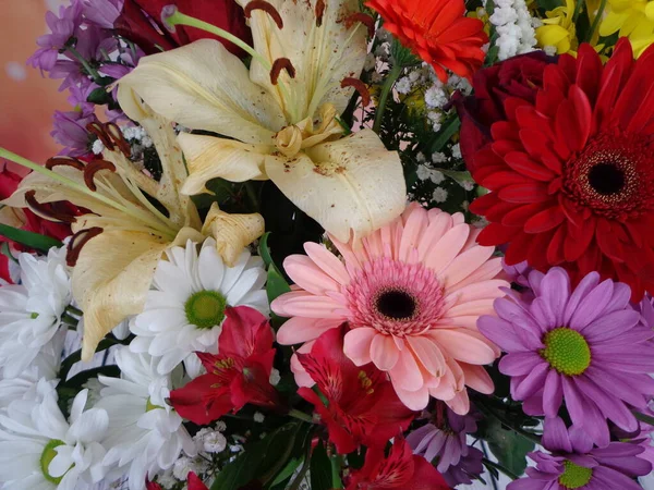 Primer Plano Flores Variadas Con Colores Brillantes —  Fotos de Stock