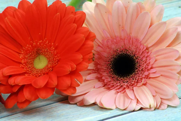 Primer Plano Una Flor Con Colores Brillantes —  Fotos de Stock