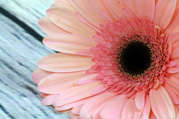 Primer Plano Una Flor Con Colores Brillantes —  Fotos de Stock