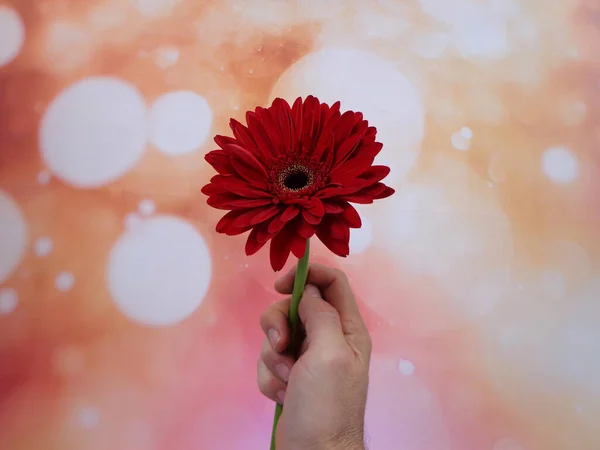 Male hand holding a flower in front of a background of flashes