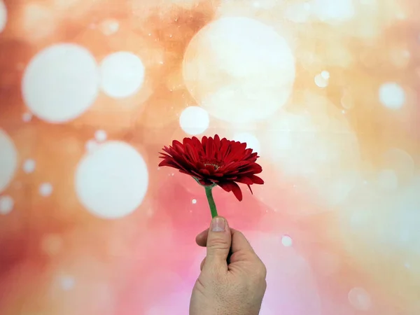 Male hand holding a flower in front of a background of flashes