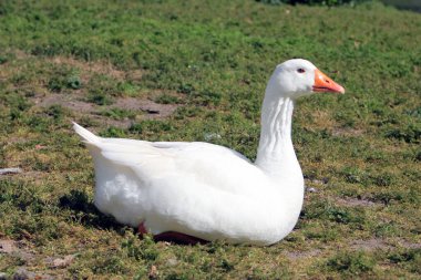 Çayırda dinlenen yetişkin beyaz kaz.
