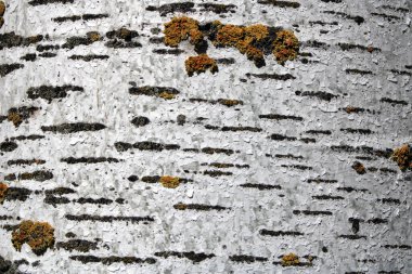 Kabuğun ön tarafı bir huş ağacını kör eder. 