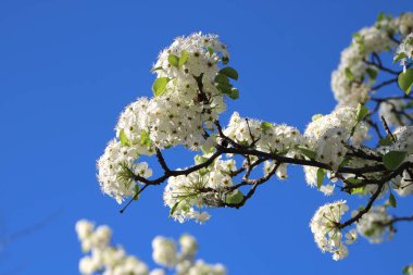 Meyve ağacının çiçeklerine yakın çekim