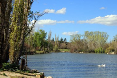 Ağlayan söğüt Bir gölün kıyısında