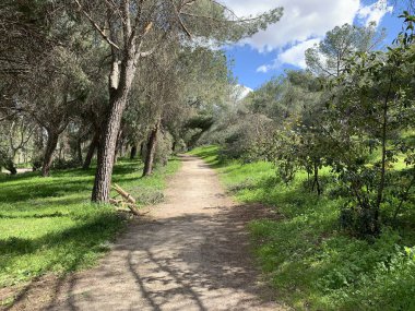 Çamların arasına giren toprak yol