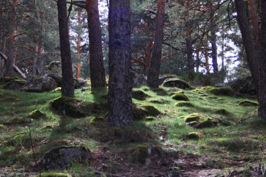 Gün batımında vahşi çam ormanı 