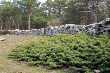 Bitkilerle çevrili taş duvar. 