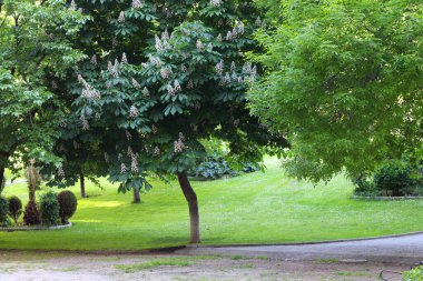 Baharda bahçede bir grup ağaç
