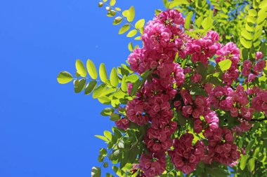 Arka planda gökyüzü olan bir ağaçtan pembe çiçekler.