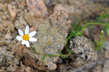 Kayalardan bir yatakta beyaz bir papatya 