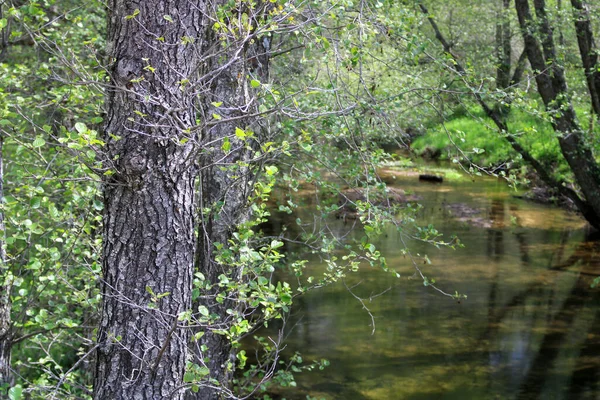 Trunk Tree Banks River — Stock Photo, Image