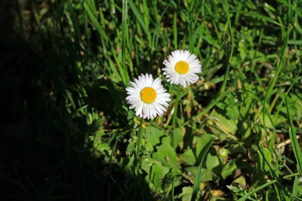 Två Prästkragar Belysta Solljus — Stockfoto