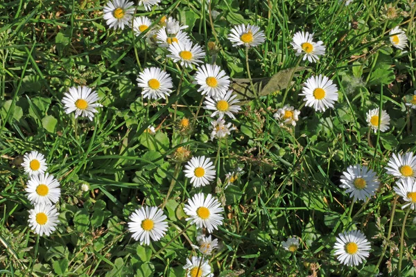 Grupper Vita Prästkragar Äng — Stockfoto