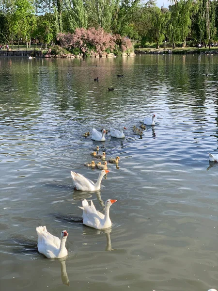 Group White Geese Swimming Young — Stock Photo, Image