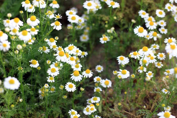 Daisies Group Blooming Spring — Stock Photo, Image