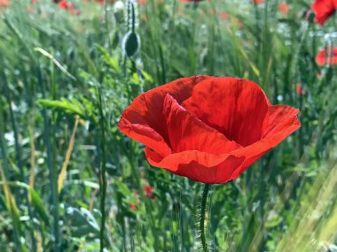 Poppies 'e yakın çekim bir arpa mahsulü 
