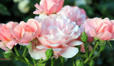 Group of pale colored roses 