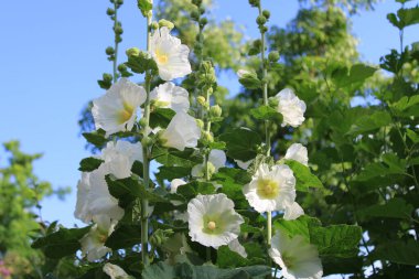 White mallow in a garden 