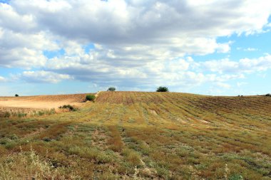 Yakın zamanda hasat edilen yaz ekimi tarlası