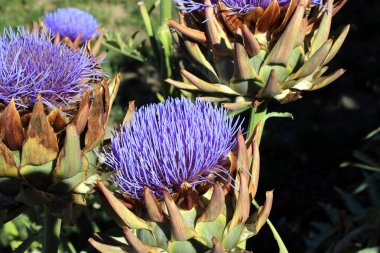 Enginar bitkisinin çiçeğinin yakın çekimi. 