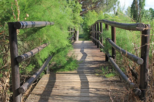 Wooden Bridge Vegetation Perspective — Stock Photo, Image