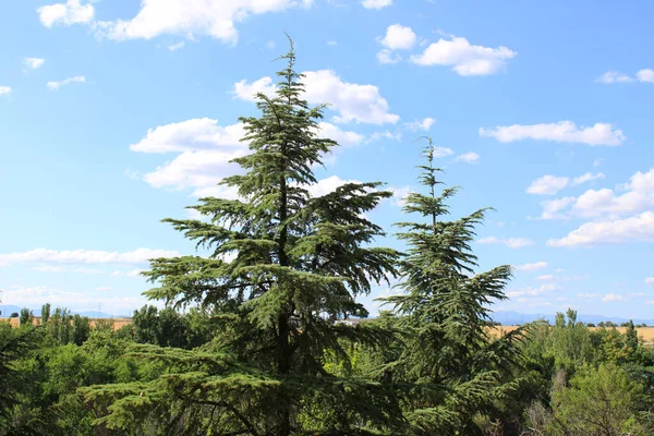 Cima Pini Con Cielo Con Nuvole Sfondo — Foto Stock