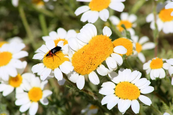 Ganska Dubbel Margarita Naturlig Anomali — Stockfoto