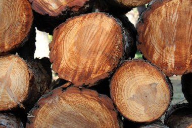 İyi istiflenmiş ağaç gövdeleri