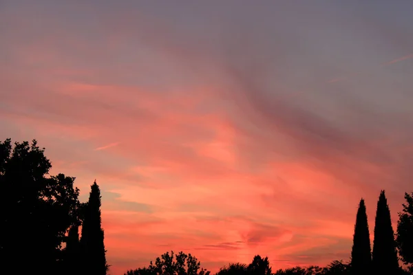 Tree Silhouette Pink Sunset — Stock Photo, Image