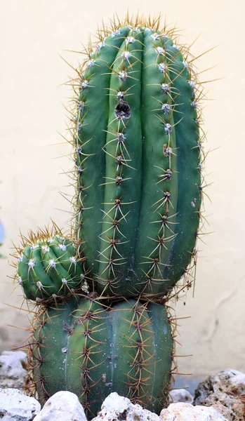 Gros Plan Cactus Avec Grandes Épines — Photo