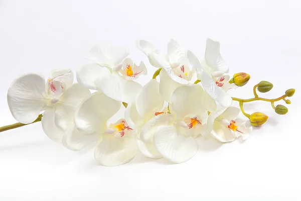 Künstliche Orchideenblüten Auf Weißem Hintergrund Kurkonzept — Stockfoto