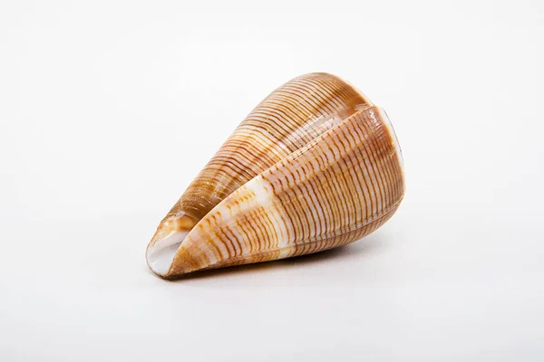 白い背景に貝殻 リラクゼーションのコンセプト — ストック写真