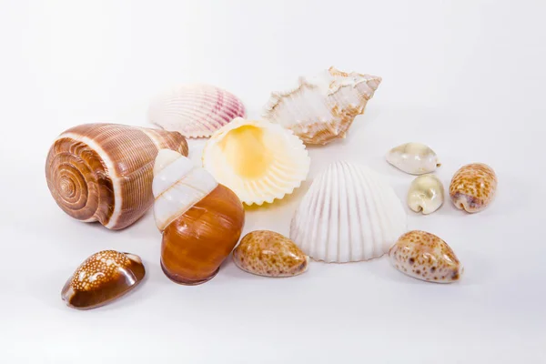 Muscheln Auf Weißem Hintergrund Entspannungskonzept — Stockfoto